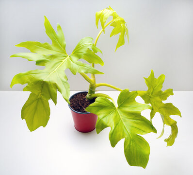 Philodendron selloum Gold Satin is a genus of flowering plants