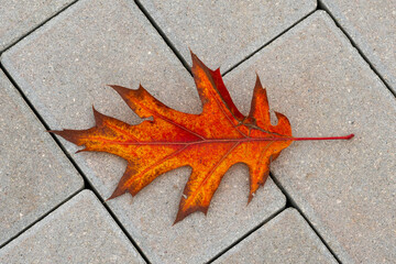 Red fallen leaf on the asphalt roads of the city