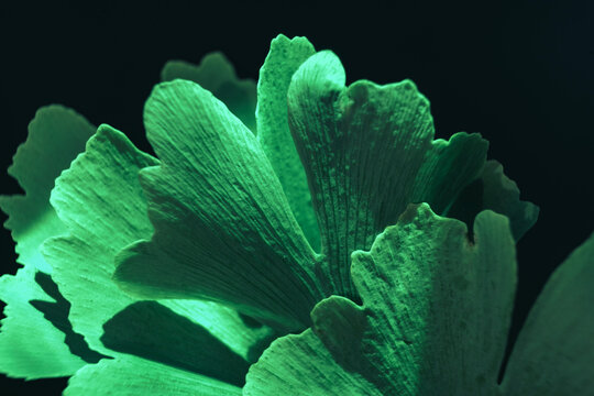 Beautiful abstract leaf with color light. Close up of green  leaf Ginkgo on a Ginkgo Biloba little tree on a black background. Macro photography view.