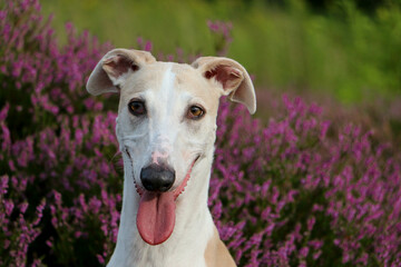 beautiful Galgo head portrait sits in a field of pink heather
