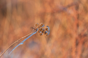 Dry plants and grass is covered with ice. Winter sunny landscape.