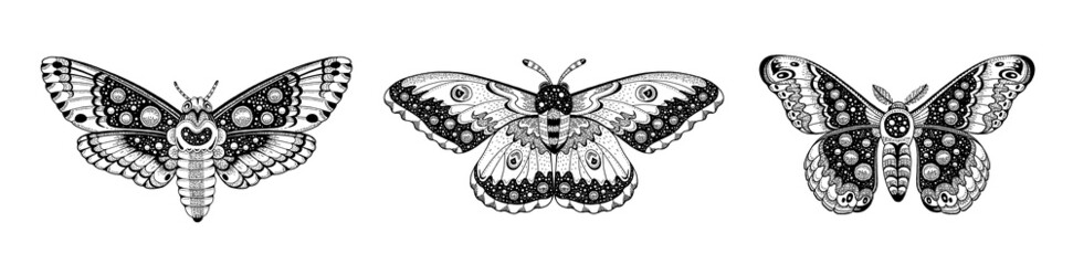 Moth tattoo set. Butterfly vector black art. Universe wing moth. Celestial occult moon sketch. Line animal drawing design. - obrazy, fototapety, plakaty
