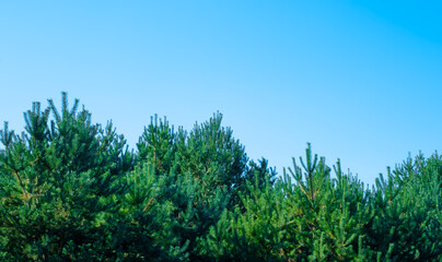 green firs on a blue sky