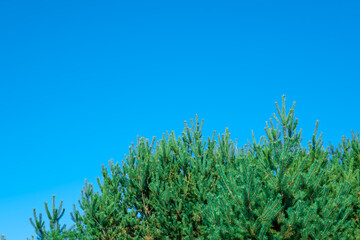 green firs on a blue sky