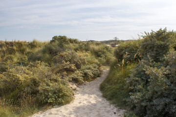 Fototapeta na wymiar the dunes, Haamstede, Zeeland, the Netherlands