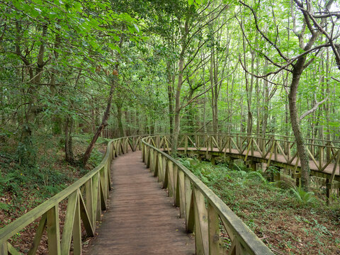Bosque de Secuoyas, Cantabria. 