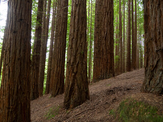 Bosque de Secuoyas, Cantabria. 