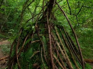Bosque de Secuoyas, Cantabria. 