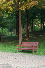 Trees and bench chairs on a park walkway