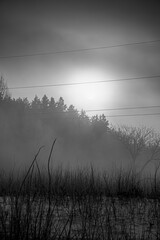 Spooky winter morning in Lithuania. Sunrise in fog, dark shadows of woodland, power lines in the sky, small twigs growing in a field. Selective focus on the details, blurred background.