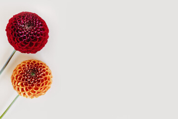 Amazing Dahlia flowers on a yellow pastel background.