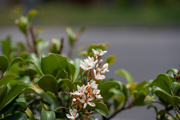Rhaphiolepis umbellata is a species of flowering plant in the family Rosaceae, native to Korea, Japan and Taiwan. evergreen shrub with glossy oval leaves, and scented white flowers