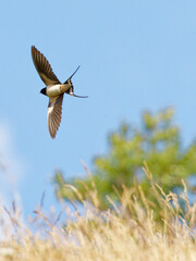 Hirondelle rustique