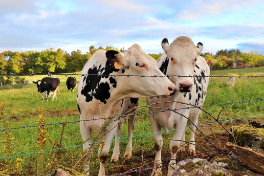Vacas holandesas en un prado en Galicia