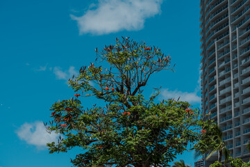 Spathodea is a monotypic genus in the flowering plant family Bignoniaceae. The single species it contains, Spathodea campanulata, is commonly known as the African tulip tree. Hawaii