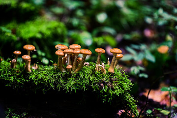 Honey fungus in a fairy-tale forest