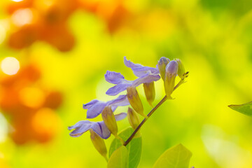 Duranta erecta is a species of flowering shrub in the verbena family Verbenaceae, native from Mexico to South America and the Caribbean. golden dewdrop, pigeon berry, and skyflower.