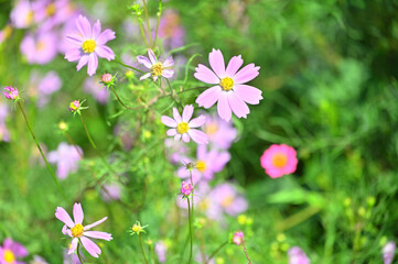 四国香川県に咲く秋桜、コスモス