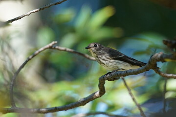 grey streaked flycatcher on the branch