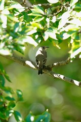 grey streaked flycatcher on the branch