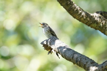 Naklejka na ściany i meble grey streaked flycatcher on the branch