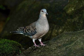 turtle dove on the rock