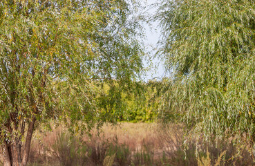 Idyllic landscape with willows in the sandy floodplain of a dry stream in late summer. Selective focus.
