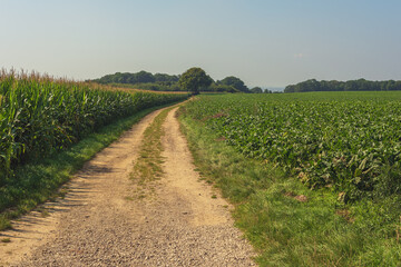Fototapeta na wymiar Gravel path between agricultural fields with trees on the horizon under a clear blue sky.