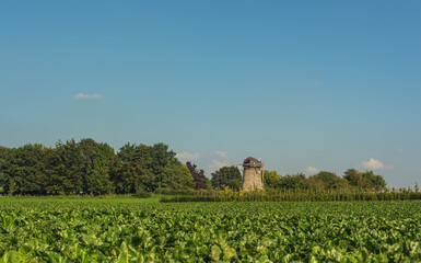 Fototapeta na wymiar Historic dutch windmill between trees in a sunny farmland under a blue sky.
