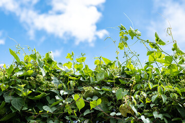 green grass and blue sky