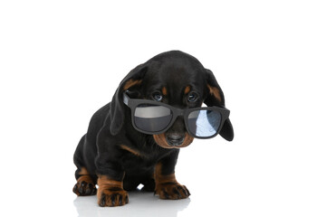 cool teckel dachshund dog looking over sunglasses in studio