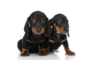 shy little teckel dachshund puppies sitting next to each other in studio