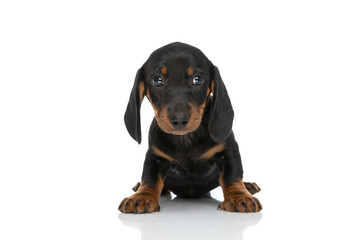 lovely little teckel dachshund dog looking to side