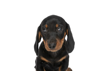 cute teckel puppy on white background