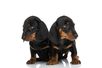 two little teckel dachshund puppies looking both sides in studio