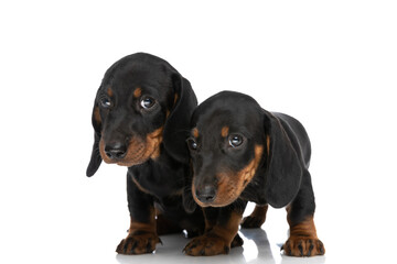 adorable cute teckel dachshund puppies looking away in studio