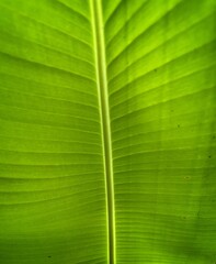 Banana green leaf closeup background use us space for text or image backdrop design.