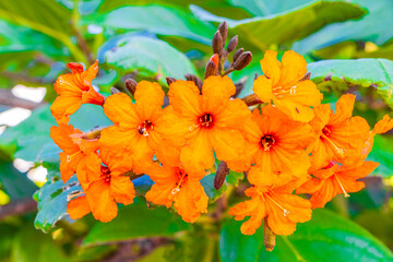 Kou Cordia subcordata flowering tree with green leaves in Mexico.