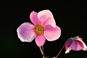Anemone Pink Saucer Flower five petals with yellow center