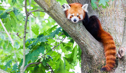 Red panda - Ailurus Fulgens - portrait. Cute animal resting lazy on a tree.