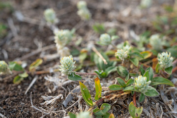 Gomphrena serrata Dillingham Air Field (HDH) Oahu Hawaii
