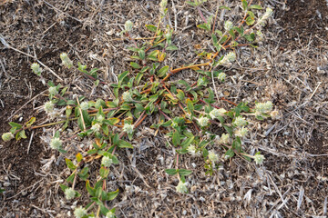 Gomphrena serrata Dillingham Air Field (HDH) Oahu Hawaii