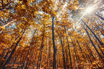 Naklejka premium colorful autumn forest 
