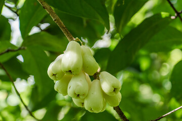 Syzygium samarangense is a species of flowering plant in the family Myrtaceae,wax apple, Java apple, Semarang rose-apple and wax jambu. Makiki Valley Trail, HONOLULU, OAHU HAWAII