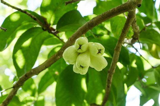 Syzygium samarangense is a species of flowering plant in the family Myrtaceae,wax apple, Java apple, Semarang rose-apple and wax jambu. Makiki Valley Trail, HONOLULU, OAHU HAWAII
