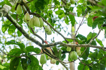 Syzygium malaccense is a species of flowering tree native to tropical Asia and Australia. Makiki Valley Trail, HONOLULU, OAHU HAWAII. Malay rose apple, Malay apple, mountain apple	