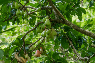 Syzygium malaccense is a species of flowering tree native to tropical Asia and Australia. Makiki Valley Trail, HONOLULU, OAHU HAWAII. Malay rose apple, Malay apple, mountain apple