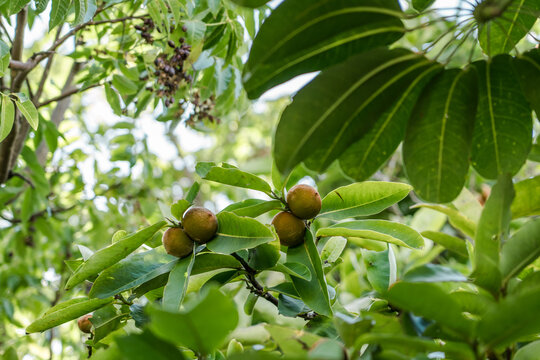 Diospyros discolor commonly known as velvet apple, velvet persimmon, kamagong, or mabolo tree is a tree of the genus Diospyros of ebony trees and persimmons.