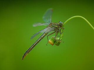 jolie libellule © Thierry