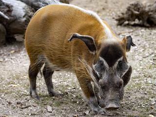 An adult male Red river hog, Potamochoerus porcus porcus, looking for food on the ground.